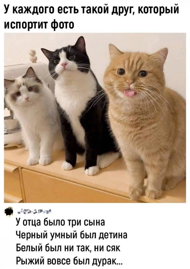 Здарова котаны