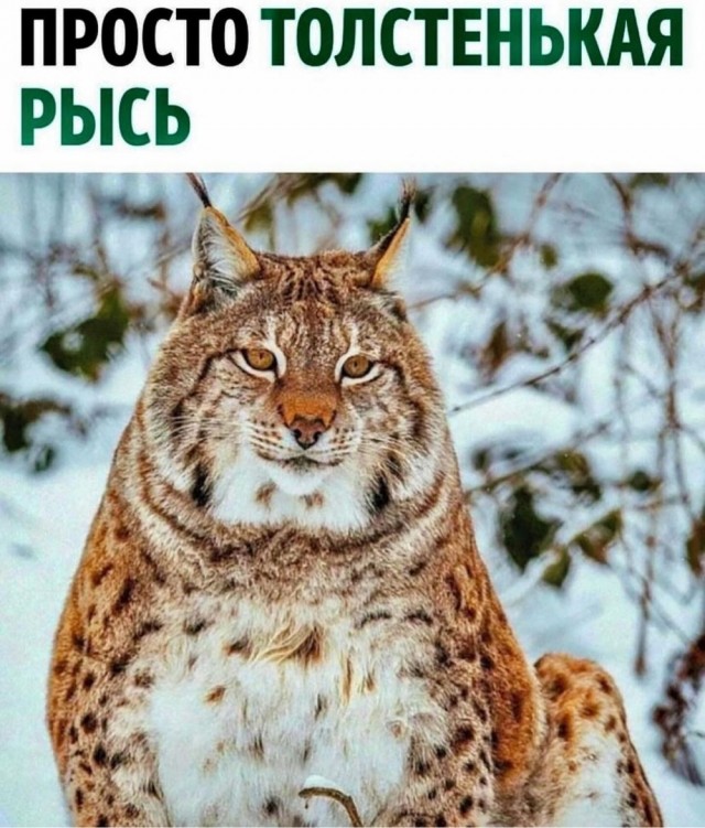 Отряд быстрого деградирования