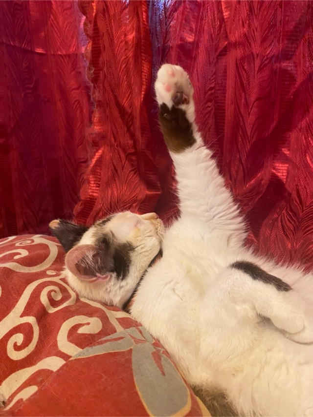 Котовторник!
