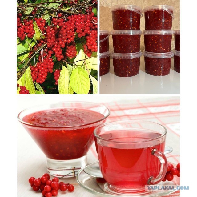 Продам лимонник