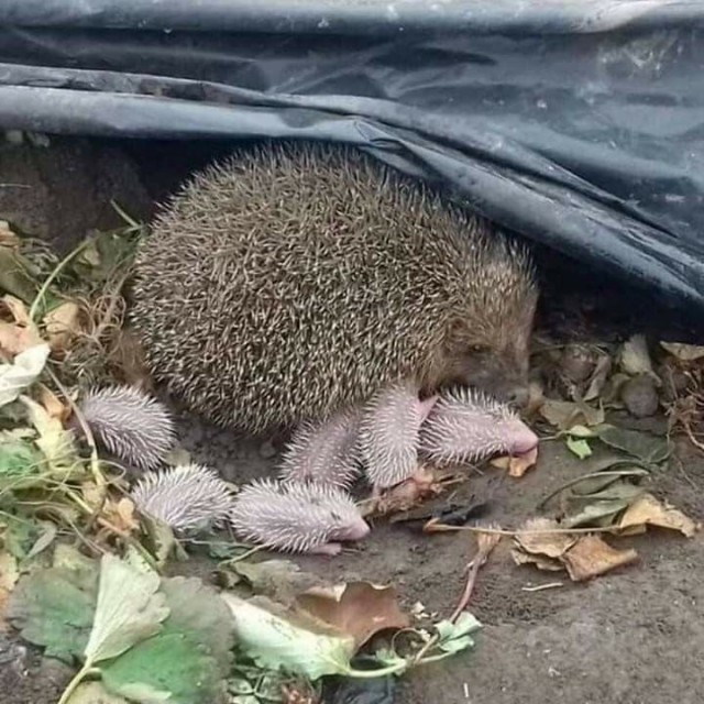 Дратути