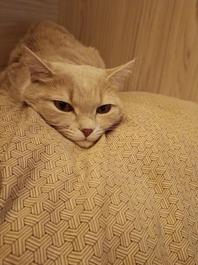 А где котики, сегодня же вторник!