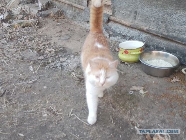 Жизнь домашнего приюта для котеек 534