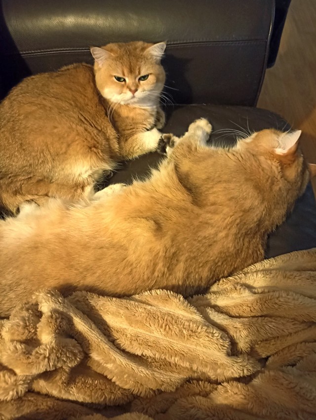 Котовторник продолжается