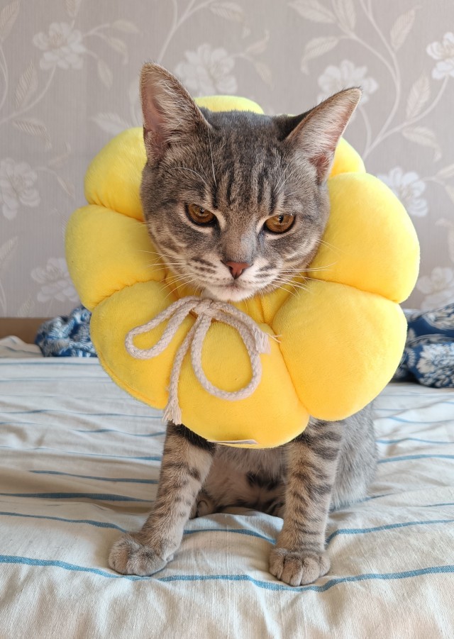 Солнечный котенок