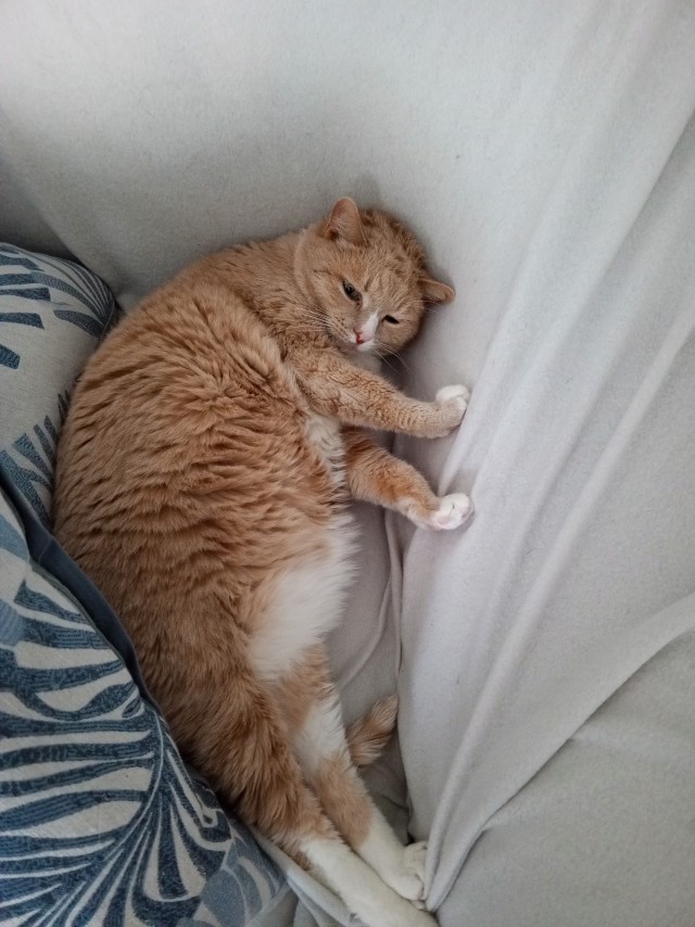 Это что, котовторник?