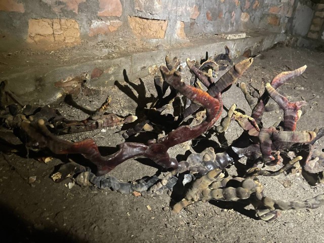 В подвале под Петербургом нашли жуткий гриб