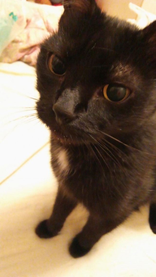 Жизнь Кота
