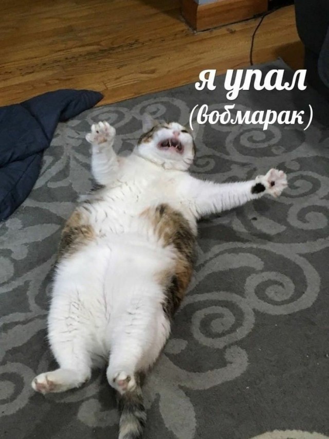 Жирный