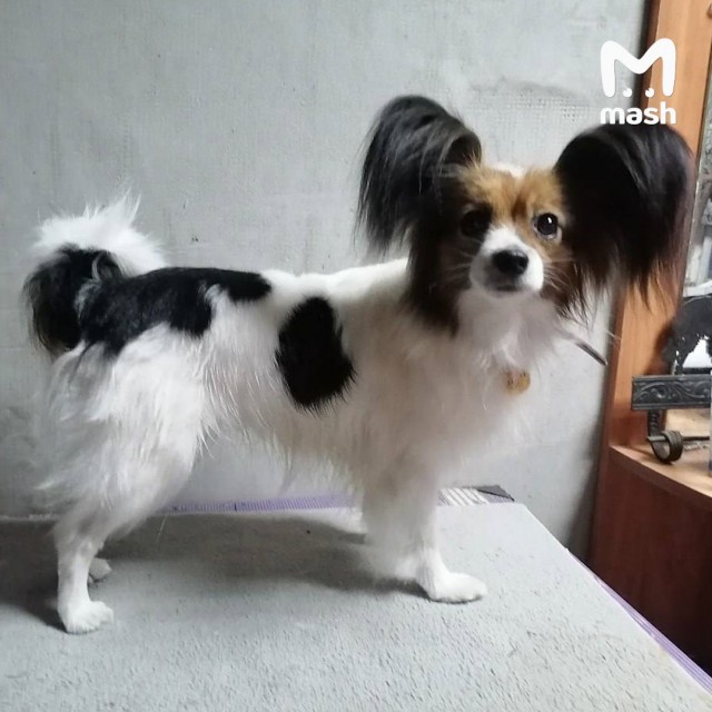 Опытного человека уволили из-за пса. Это Россия, детка!