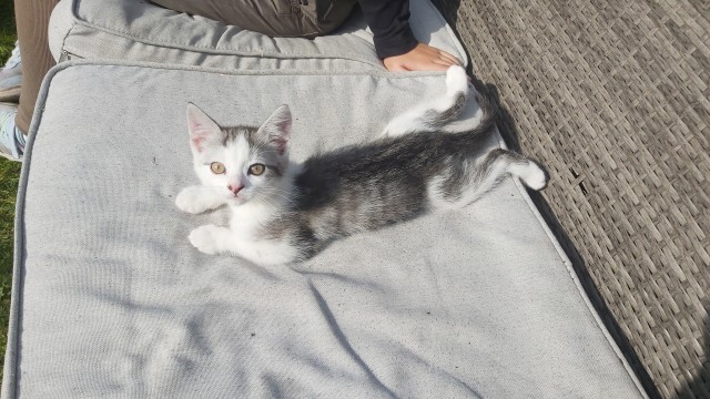 Котовторник вроде бы. Тоже присоединяюсь к рабам кошачьих.