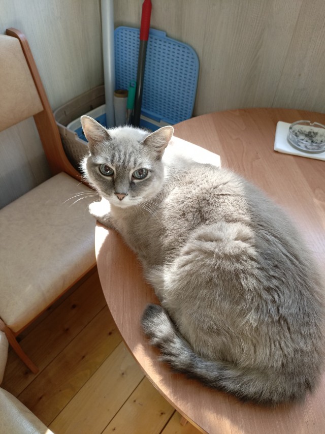 Житель Техаса нашёл у дома слепого котёнка и выхаживает его