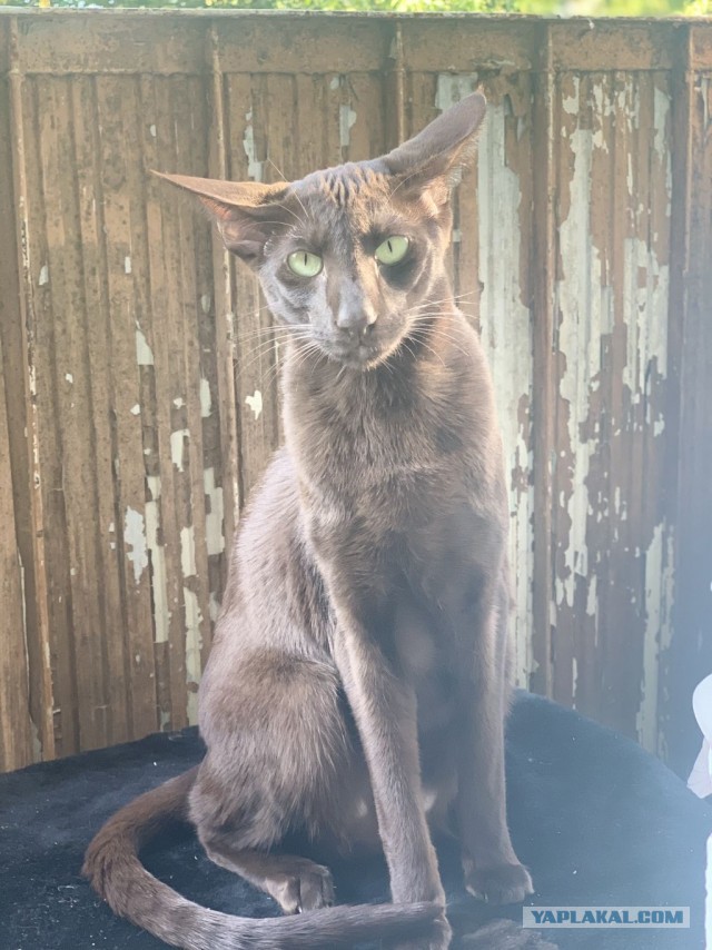 Ну раз котоффторник!