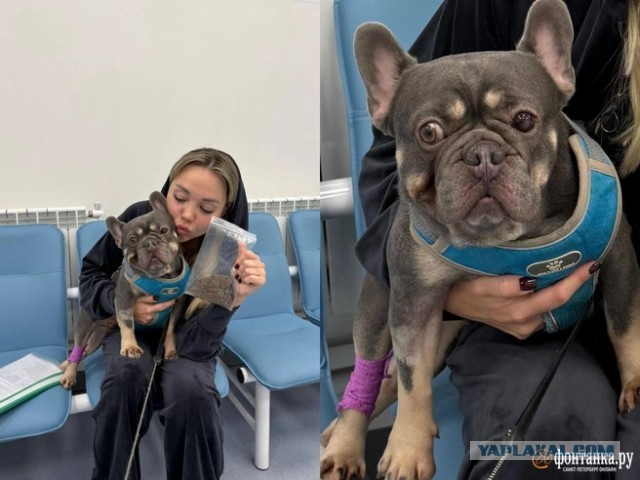 В Петербурге из бульдога доставали трусы его хозяйки