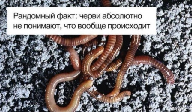 Дегрономикон 5