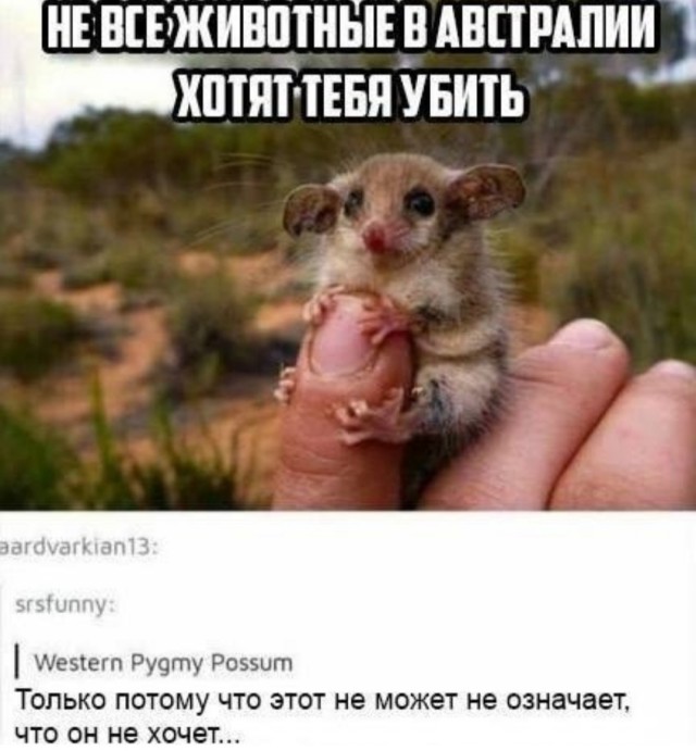 Картиночки, баянчики 23 декабря