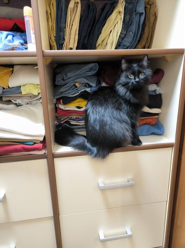 Привет, котовторник.
