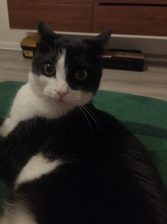 Пора кота
