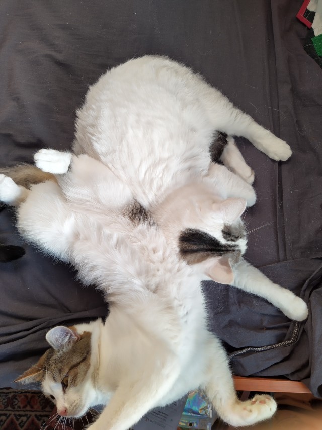 Котовторник. Маруселла.