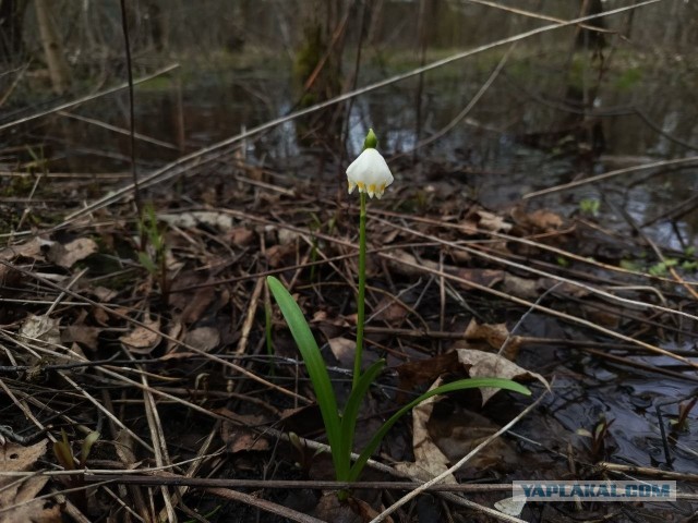 Литературное заведение "Буквица"