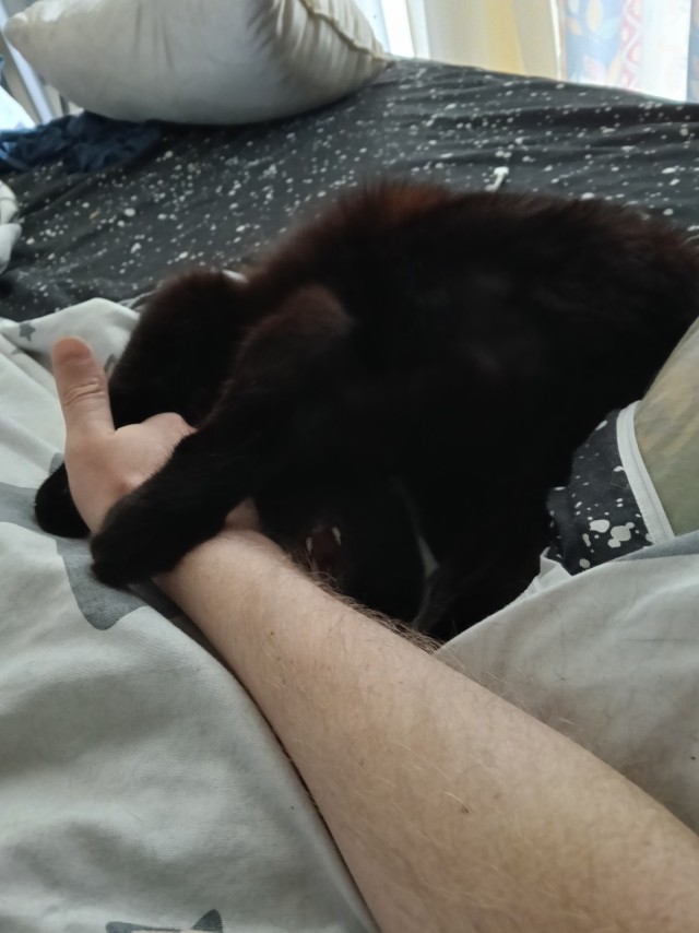 На правах котовторника