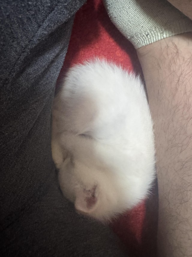 Мужчина нашёл котят на дороге