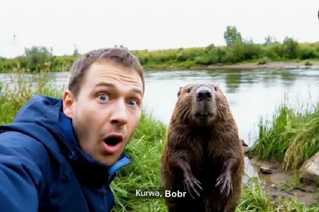 Так? Бобры?