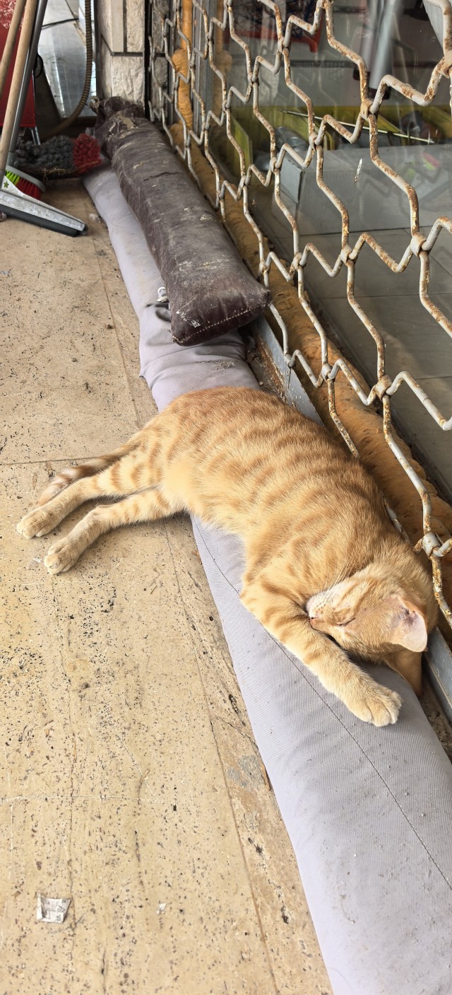 Котовторник 29.09.2026