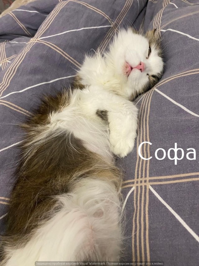 Жизнь домашнего приюта "Котоленд" 567