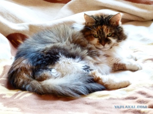 Котовторник   27.08.2013