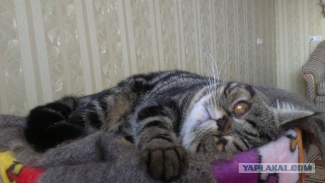 Котовторник 04.03.2014