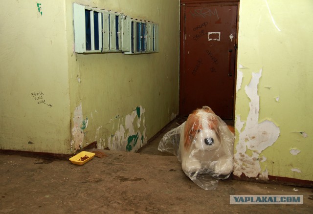 Это Россия детка!