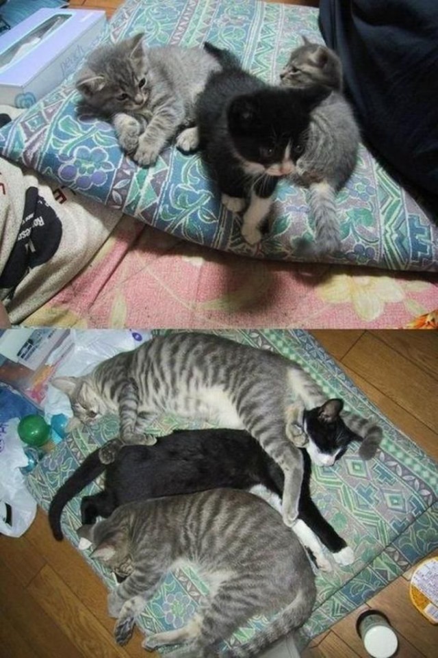 Животные