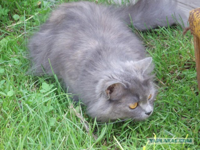 Котовторник 10.06.2014
