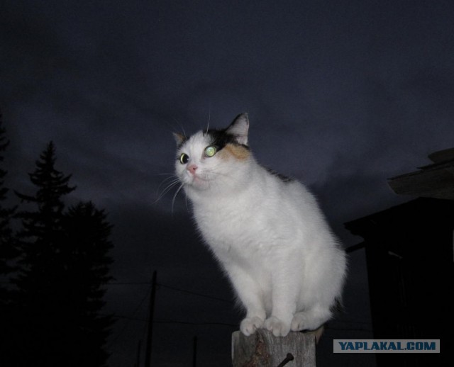 Котовторник 22.07.14