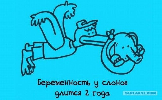 Забавные минифакты в картинках
