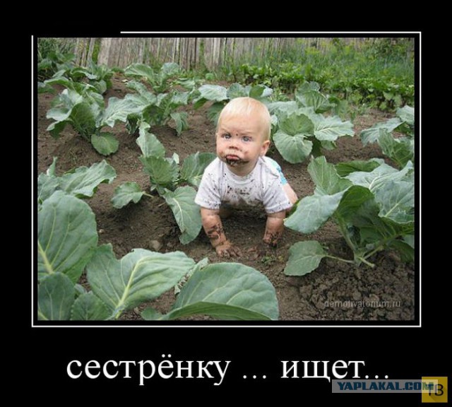 Весёлое из сети
