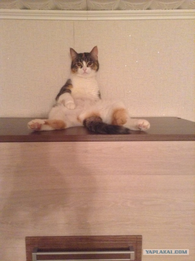 Котовторник