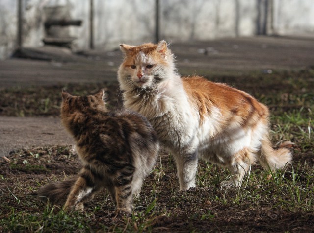 Уличные московские коты в фотографиях