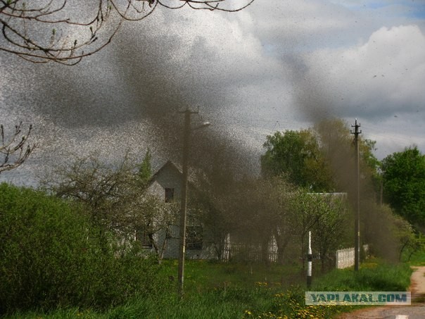 Комары закрыли небо над Нарочью (Беларусь)