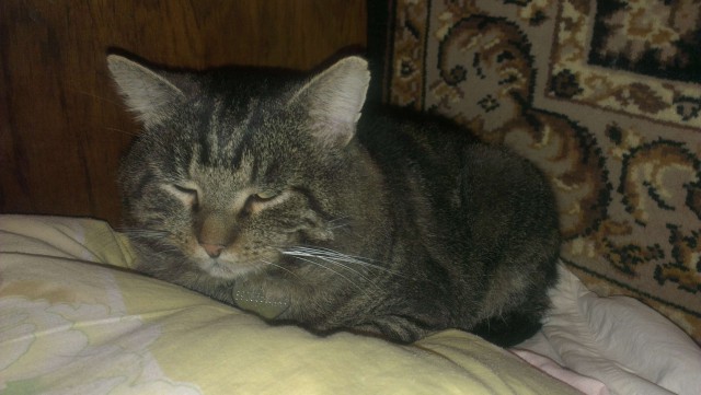 Котовторник 24.03.2015