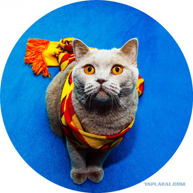Уездные коты и кошки