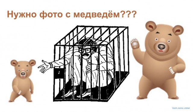 Медведи в Питере: обыкновенное живодёрство