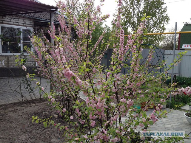 Утро в деревне
