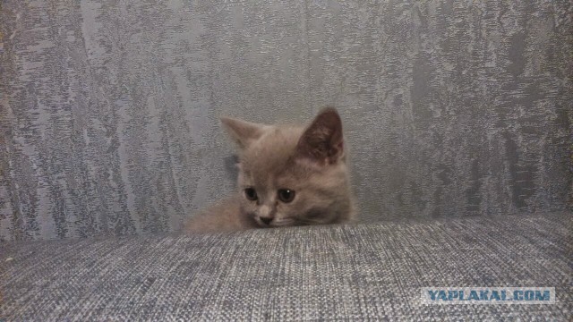 Котовторник