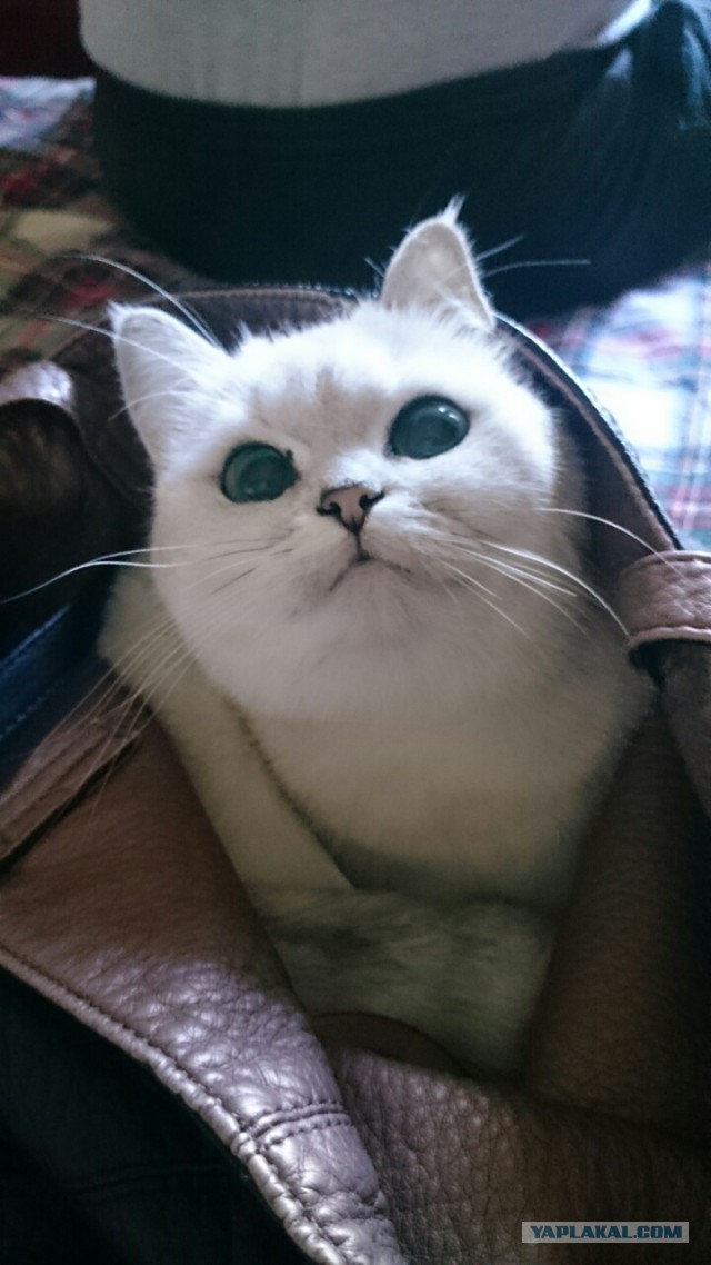 Котовторник 7.07.2015
