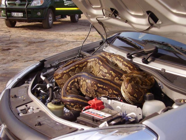Шокирующие фотографии из автосервиса