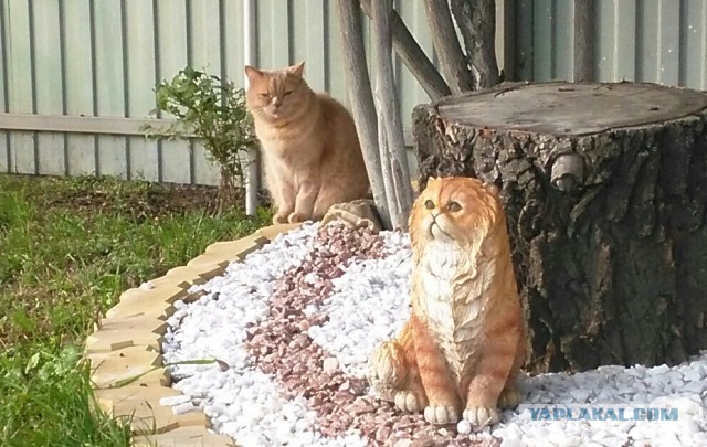 Котовторник 29-09-2015,