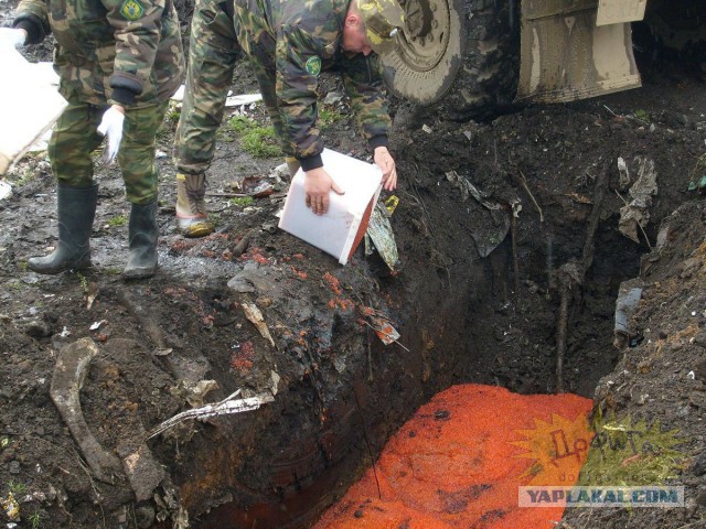 30 тонн польских грибов - всмятку!