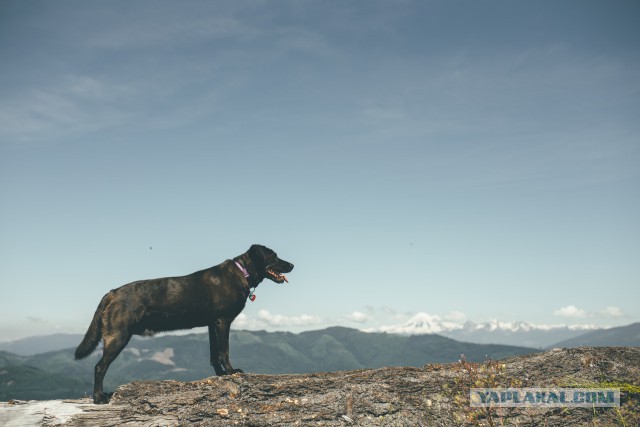 Собакочетверг